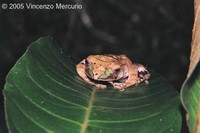 : Boophis madagascariensis