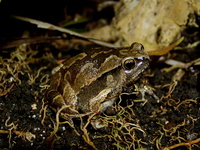 : Kaloula picta; Slender-digit Chorus Frog