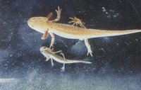 : Mesotriton alpestris apuanus; Alpine Newt