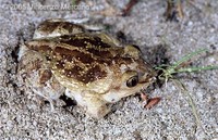 : Pelobates fuscus insubricus; Common Spadefoot