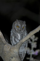 : Otus senegalensis; African Scops Owl