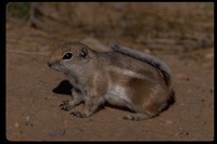 : Ammospermophilus leucurus; White-tailed Antelope Squirrel