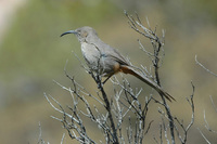 : Toxostoma crissale; Crissal Thrasher