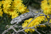 : Bradypodion occidentale; Namaqua Dwarf Chameleon
