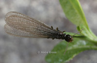 : Reticulitermes hesperus; Western Subterranean Termite