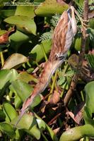 Yellow Bittern Scientific name - Ixobrychus sinensis