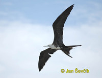 Photo of fregatka vznešená, Fregata magnificens, Magnificent Frigatebird, Fragata Comun