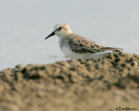 Red-necked Stint