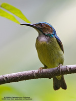 Plain-throated Sunbird (Male) Scientific name - Anthreptes malacensis