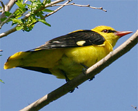 Eurasian Golden Oriole