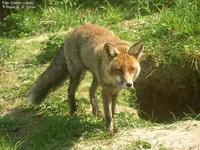 Ræv (Vulpes vulpes)