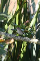 Red-breasted Flycatcher