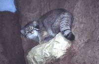 스텝지역고양이 Felis manul Pallas's Cat