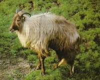 타르 -히말라야타르양 Himalayan Tahr (Hemitragus jemlahicus)