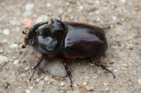 Oryctes nasicornis ondrejanus