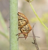 Graphosoma semipunctatum