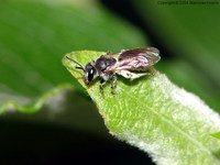 Andrena minutula