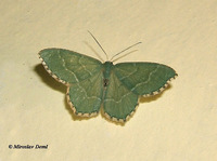 Hemithea aestivaria - Common Emerald