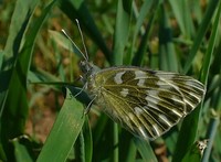 Pontia edusa - Eastern Bath White