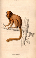 Golden lion tamarin (Leontopithecus rosalia)