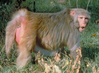 Rhesus macaque (Macaca mulatta)