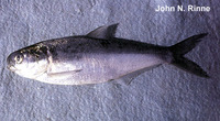Dorosoma smithi, Pacific gizzard shad: fisheries