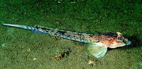 Callionymus maculatus, : fisheries