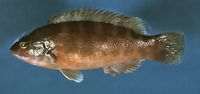 Tautogolabrus adspersus, Cunner: aquarium