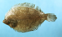 Etropus crossotus, Fringed flounder: fisheries