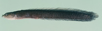 Haliophis aethiopus, :