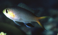 Chromis acares, Midget chromis: