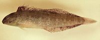 Petroscirtes variabilis, Variable sabretooth blenny: