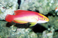 Cirrhilabrus jordani, Flame wrasse: aquarium