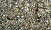 Pomatoschistus tortonesei, :