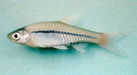 Rasbora borapetensis, Blackline rasbora: aquarium