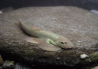 Hemimyzon taitungensis, :