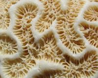 Diploria clivosa - Knobby Brain Coral