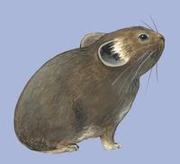 Image of: Ochotona pusilla (steppe pika)