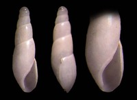 Cecilioides acicula - blind awlsnail