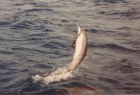 Image of: Stenella longirostris (spinner dolphin)