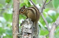 Image of: Tamias sibiricus (Siberian chipmunk)