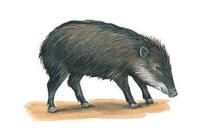 Image of: Tayassu pecari (white-lipped peccary)