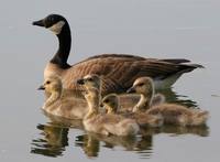 Branta canadensis - Canada Goose