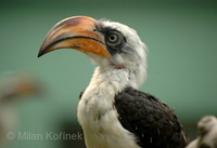 Tockus deckeni - Von der Decken's Hornbill