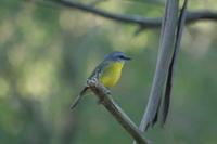 Eopsaltria australis - Yellow Robin