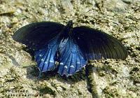 Image of: Battus philenor (pipevine swallowtail)