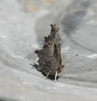 Image of: Polygonia progne (gray comma)