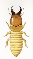 Image of: Pterotermes occidentis