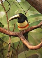 Pteroglossus aracari - Black-necked Aracari