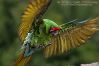 Ara ambigua - Great Green Macaw